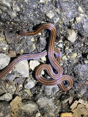 Calliophis intestinalis