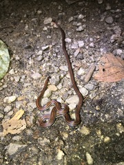 Calliophis intestinalis