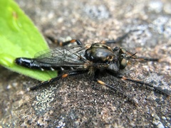 Cyrtopogon