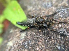Cyrtopogon