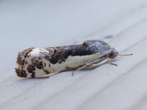 Narrow-winged Midget Moth photo 2