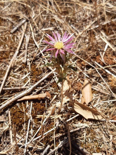 Carlina lanata (Carlina lanata)