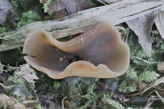 Pachyella celtica
