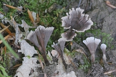 Thelephora regularis
