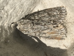 Acronicta megacephala