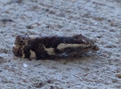 Tarache augustipennis