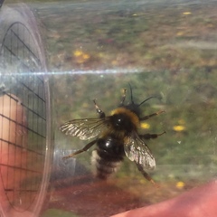 Bombus bohemicus