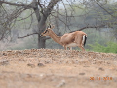 Gazella bennettii