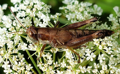 Melanoplus rusticus