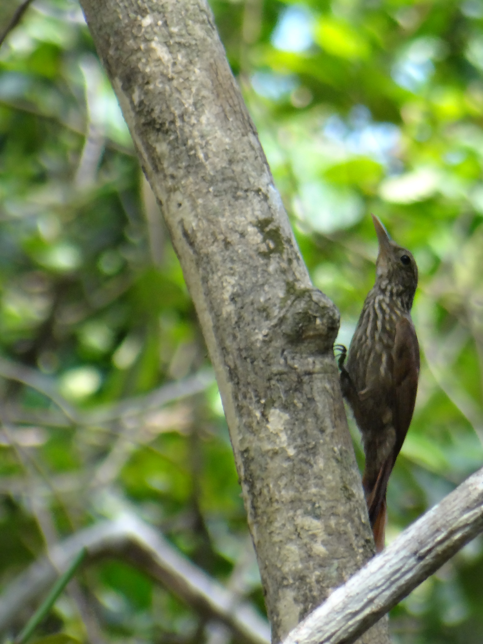 Striped Woodcreeper (Xiphorhynchus obsoletus), photo 6