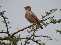 Mirafra erythroptera