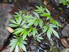 Elatostema