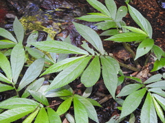 Elatostema