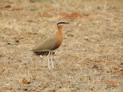 Cursorius coromandelicus