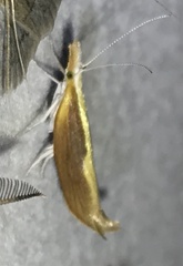 Ypsolopha dentiferella