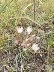 Allium inaequale