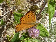 Argynnis elisa