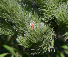Adenanthos sericeus