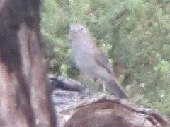 Colluricincla harmonica