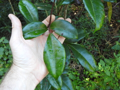 Tetrastigma nitens