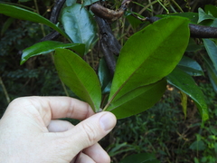 Tetrastigma nitens