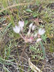 Allium inaequale