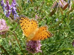 Argynnis elisa