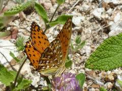 Argynnis elisa
