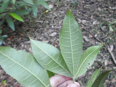 Acronychia pubescens