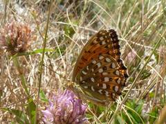Argynnis elisa