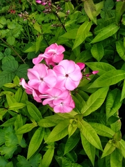 Phlox paniculata