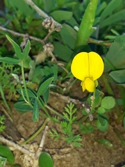 Crotalaria excisa excisa