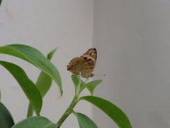 Junonia orithya wallacei