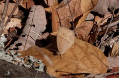 Brakefieldia simonsii