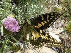 Papilio hospiton