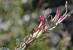 Adenanthos cuneatus