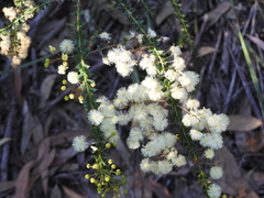 Acacia hubbardiana