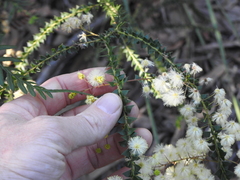 Acacia hubbardiana
