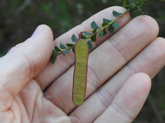 Acacia hubbardiana