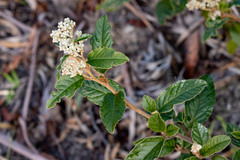Pomaderris elliptica