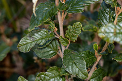 Pomaderris elliptica