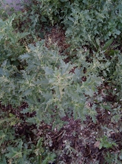 Atriplex tatarica