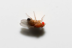 Drosophila