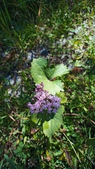 Adenostyles alliariae