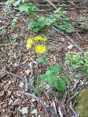 Doronicum austriacum