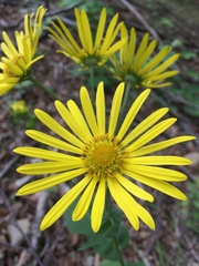 Doronicum austriacum