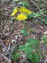 Doronicum austriacum
