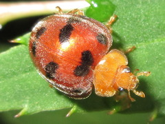 Henosepilachna enneasticta