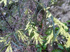 Juliflorae