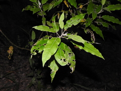 Astrotricha latifolia